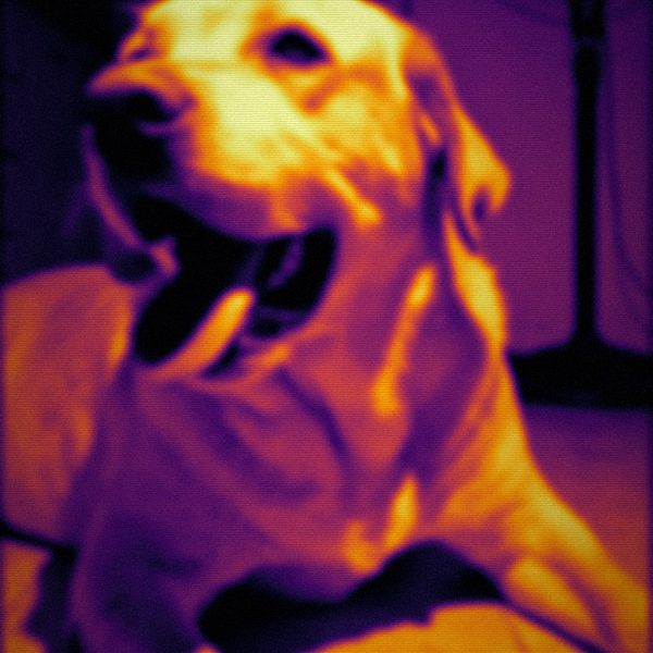Perro con calor, efecto cámara térmica